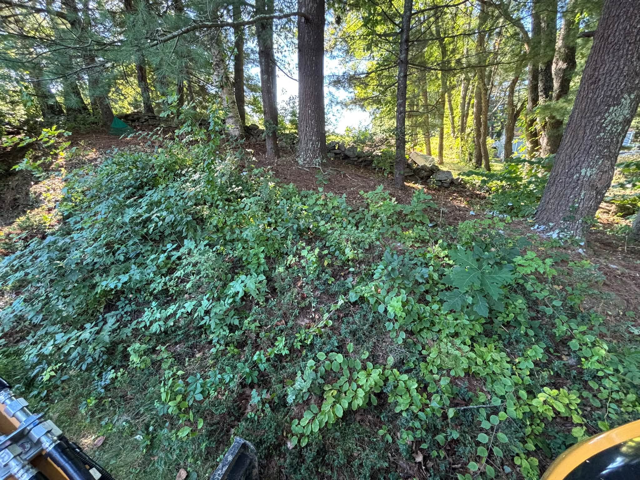 Before — heavy overgrowth along driveway, Spencer MA